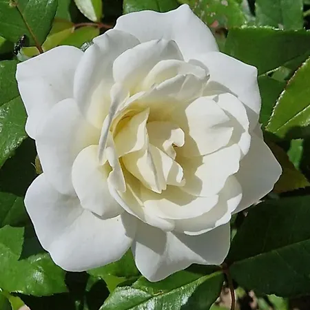 Center Luxury Spacious A&m شقة Rhodes City