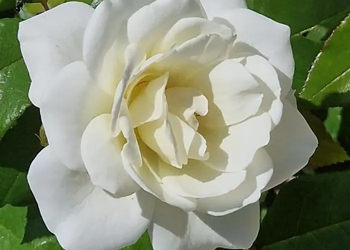 Center Luxury Spacious A&m شقة Rhodes City