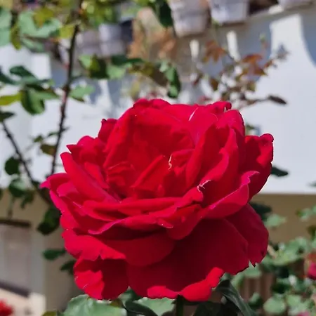 Daire Center Luxury Spacious A&m