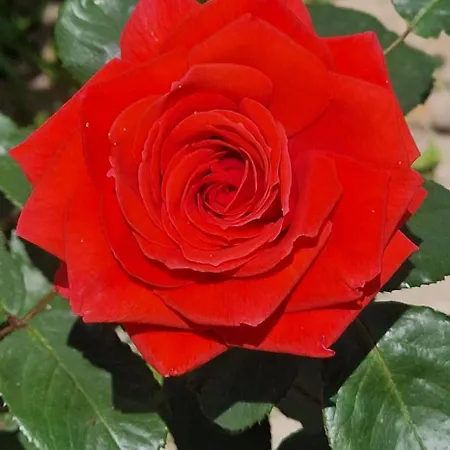 Center Luxury Spacious A&m