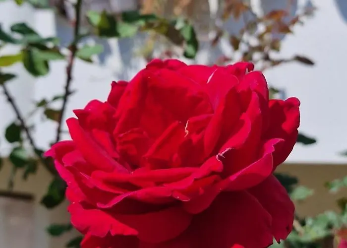 Apartamento Center Luxury Spacious A&m