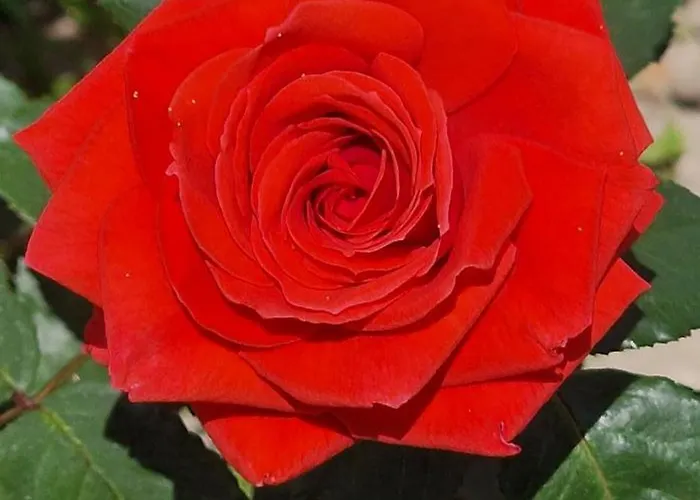 Center Luxury Spacious A&m